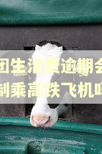 美团生活费逾期会被限制乘高铁飞机吗 美团生活费逾期会被限制乘高铁飞机吗