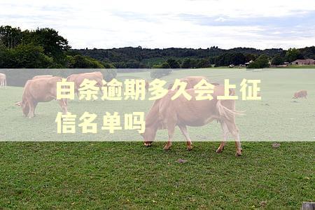 白条逾期多久会上征信名单吗