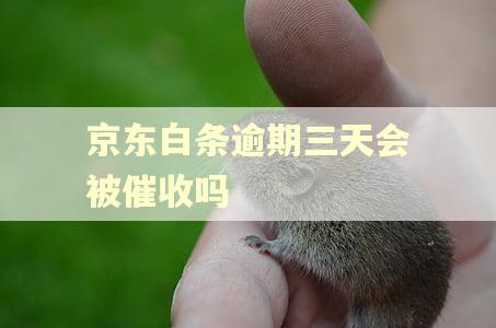 京东白条逾期三天会被催收吗