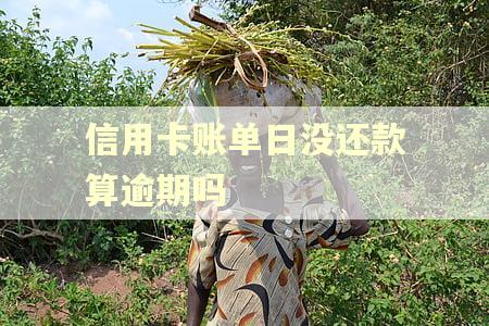 信用卡账单日没还款算逾期吗