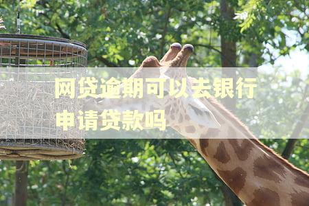 网贷逾期可以去银行申请贷款吗