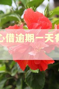 放心借逾期一天有事吗