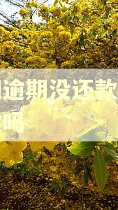 美团逾期没还款会有代偿吗