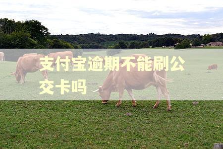 支付宝逾期不能刷公交卡吗 支付宝逾期不能刷公交卡吗