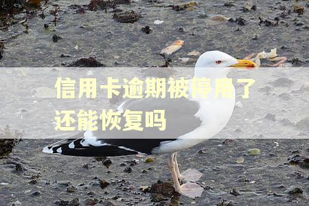 信用卡逾期被停用了还能恢复吗