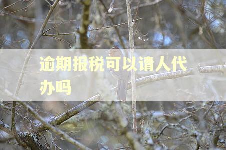 逾期报税可以请人代办吗