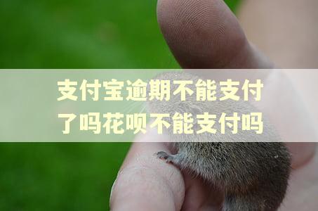 支付宝逾期不能支付了吗花呗不能支付吗