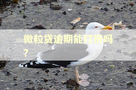 微粒贷逾期能打折吗?