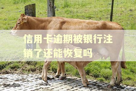 信用卡逾期被银行注销了还能恢复吗