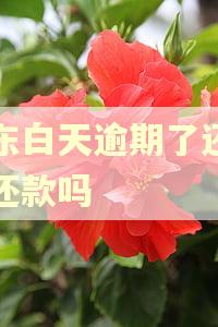 金东白天逾期了还可以还款吗