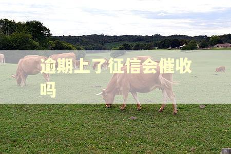 逾期上了征信会催收吗