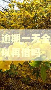 还呗逾期一天全部还完可以再借吗