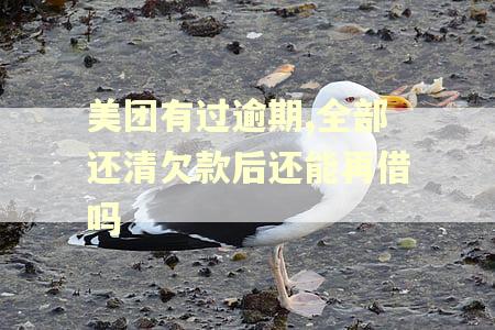 美团有过逾期,全部还清欠款后还能再借吗