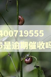 4007195555是逾期催收吗