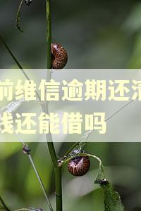 以前维信逾期还清豆豆钱还能借吗