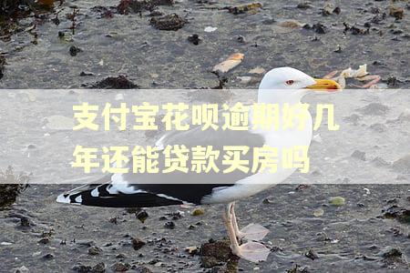 支付宝花呗逾期好几年还能贷款买房吗