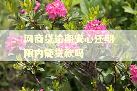 网商贷逾期安心还期限内能贷款吗
