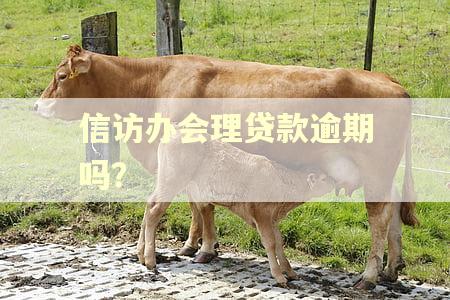 信访办会理贷款逾期吗？