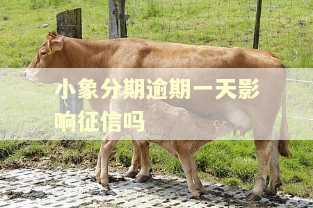 小象分期逾期一天影响征信吗