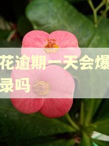 够花逾期一天会爆通讯录吗