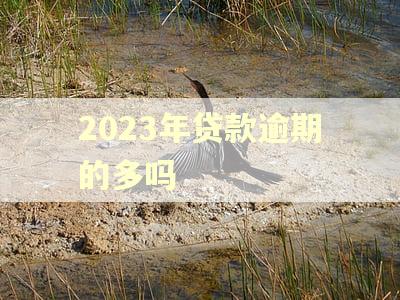 2023年贷款逾期的多吗