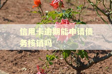 信用卡逾期能申请债务核销吗