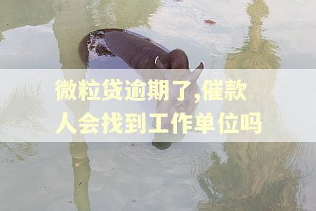 微粒贷逾期了,催款人会找到工作单位吗