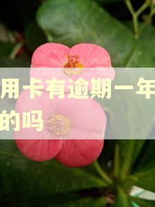 信用卡有逾期一年以上的吗