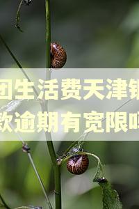 美团生活费天津银行贷款逾期有宽限吗