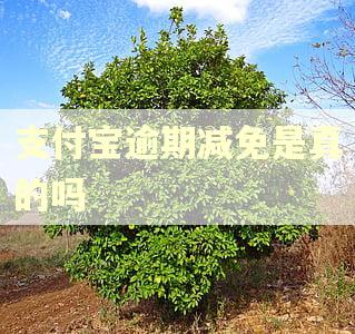 支付宝逾期减免是真的吗