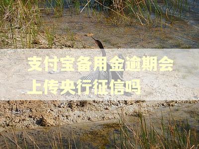 支付宝备用金逾期会上传央行征信吗