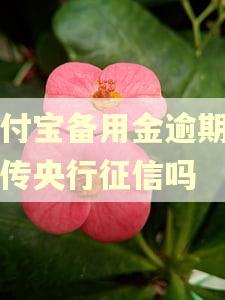 支付宝备用金逾期会上传央行征信吗