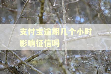 支付宝逾期几个小时影响征信吗