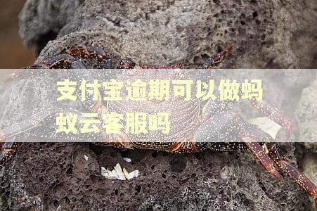支付宝逾期可以做蚂蚁云客服吗
