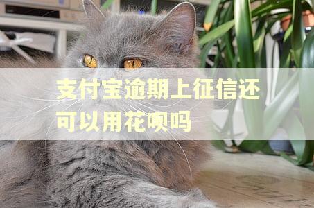 支付宝逾期上征信还可以用花呗吗