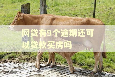 网贷有9个逾期还可以贷款买房吗