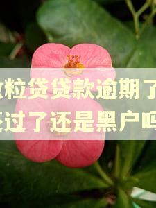 微粒贷贷款逾期了!还过了还是黑户吗? 微粒贷贷款逾期了!还过了还是黑户吗?