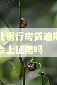 河北银行房贷逾期一天会上征信吗 河北银行房贷逾期一天会上征信吗