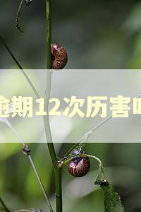 逾期12次历害吗 逾期12次历害吗