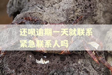 还呗逾期一天就联系紧急联系人吗