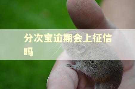 分次宝逾期会上征信吗