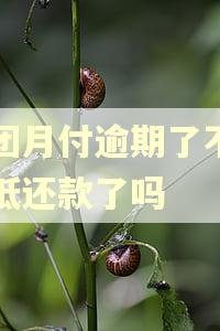 美团月付逾期了不能最低还款了吗
