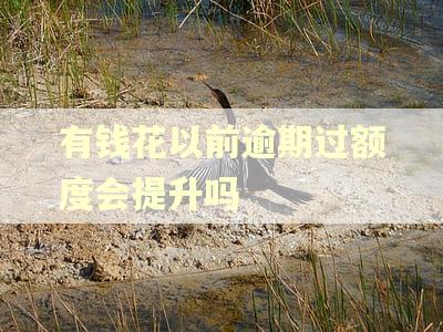 有钱花以前逾期过额度会提升吗