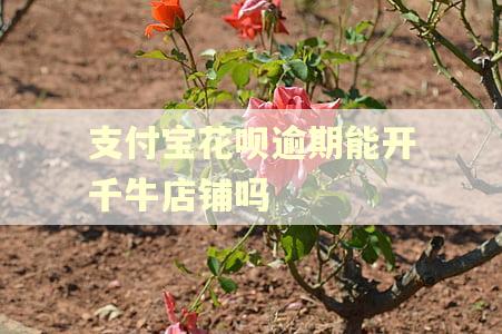 支付宝花呗逾期能开千牛店铺吗 支付宝花呗逾期能开千牛店铺吗