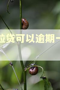 微粒贷可以逾期一天吗