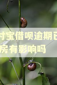 支付宝借呗逾期已还,买房有影响吗