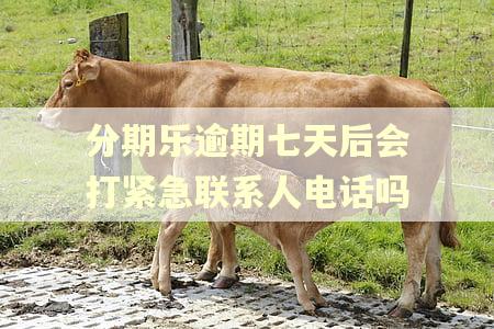 分期乐逾期七天后会打紧急联系人电话吗