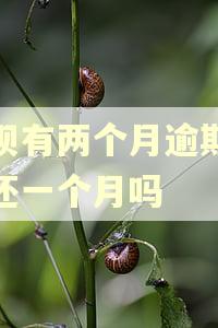 花呗有两个月逾期能先还一个月吗 花呗有两个月逾期能先还一个月吗