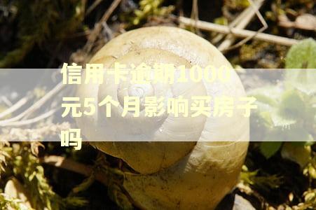 信用卡逾期1000元5个月影响买房子吗