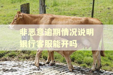 非恶意逾期情况说明银行客服能开吗